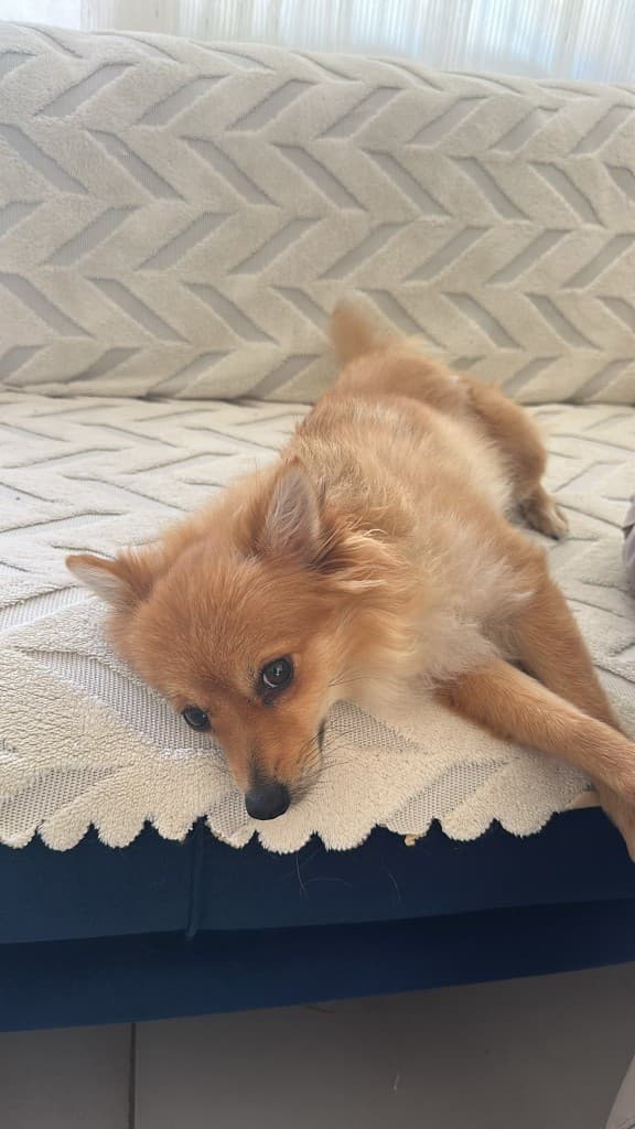 Tilki rengi tüylü küçük köpek kanepede uzanmış, yuva arıyor