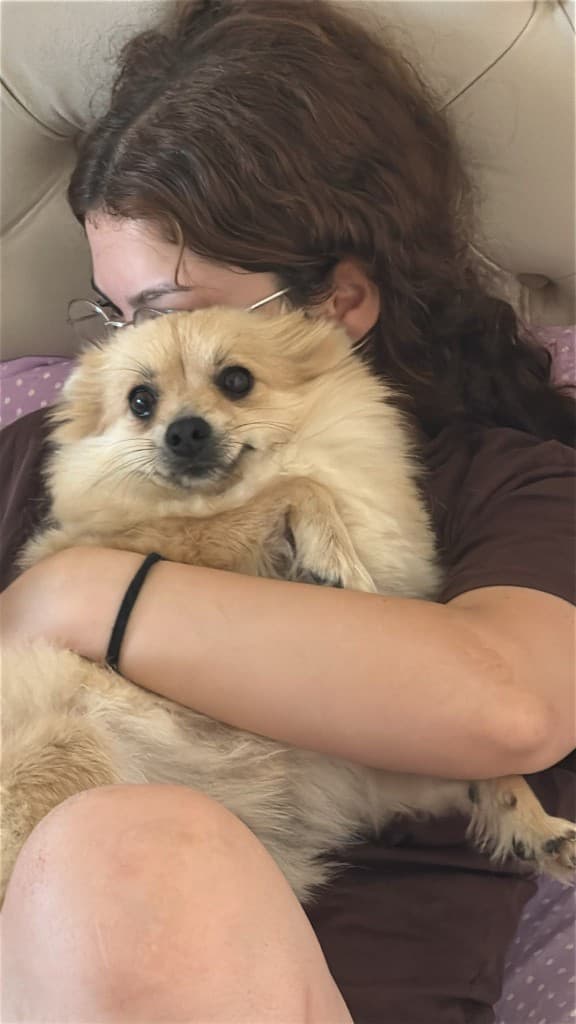 Küçük tüylü köpek kucakta, yuva arıyor