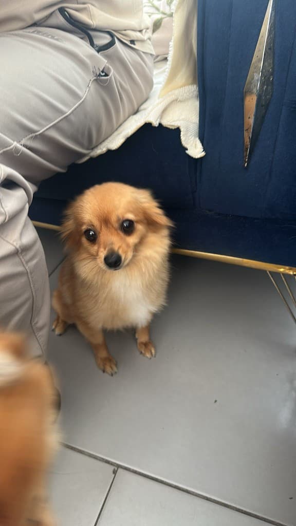 Küçük tüylü köpek yerde oturup bakıyor, yuva arıyor