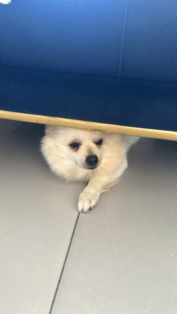 Küçük tüylü köpek kanepenin altından bakıyor, yuva arıyor